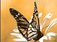 butterfly1